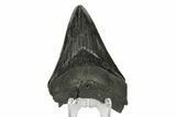 Serrated, Fossil Megalodon Tooth - South Carolina #168942-1